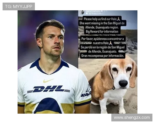 爱犬失踪半月 拉姆塞将寻犬悬赏提高至两万美元希望尽早找回